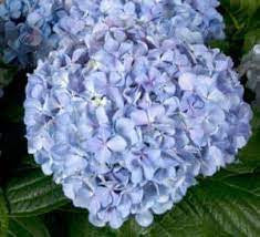Light blue hydrangea flower cluster with green leaves