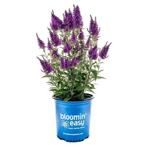 Birthday Cake™ butterfly bush in blue pot with purple flower spikes and green leaves