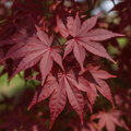 Japanese maple leaves, deep red fan-shaped foliage