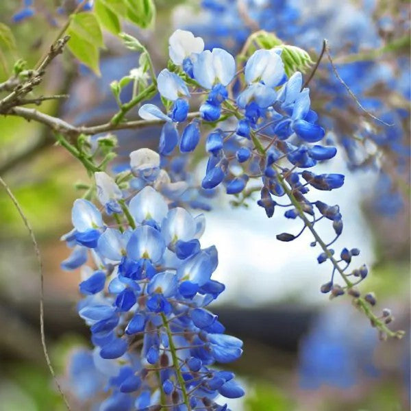 Blue and white wisteria flower clusters on slender branching stems