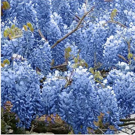 Blue wisteria blossoms covering branches in dense cascading clusters