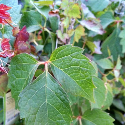 Boston ivy vine leaves, green with some red foliage tones and tendrils