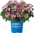 Endless Summer® Twist-n-Shout® | Reblooming Lacecap Hydrangea