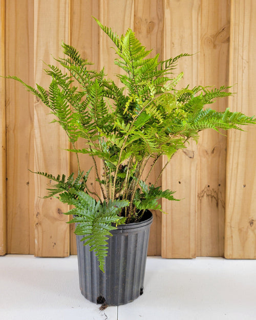 Autumn fern plant in ribbed gray pot, bright green and pink-toned fronds