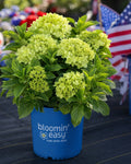 Lime-green panicle hydrangea with leafy stems in a blue grow pot