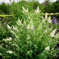 Ivory butterfly bush with tall white flower spikes on green foliage