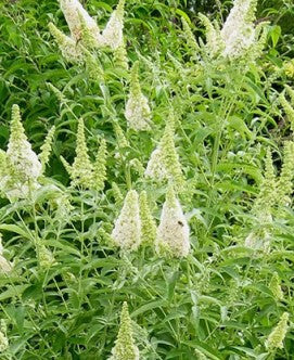 Ivory butterfly bush with dense white cone-like flower spikes