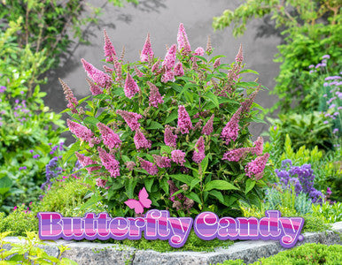 Pink and lavender flowering spikes on a green ornamental plant
