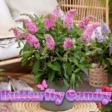 Pink and light purple flowering spikes in a green pot with leafy stems