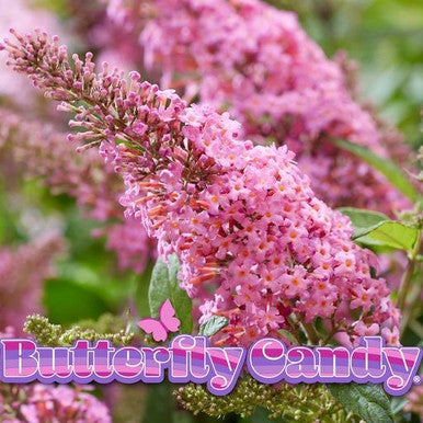 Butterfly bush with dense pink flower panicles and green leaves