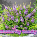 Butterfly bush with clusters of lavender-purple flower spikes and green leaves