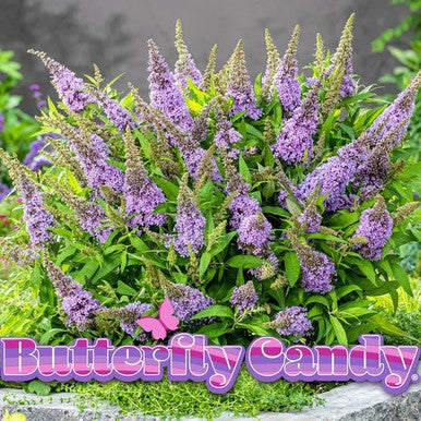 Purple flowering plant with upright spikes and green leaves