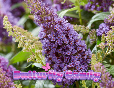 Butterfly bush bloom cluster with lavender-purple petals on an upright spike