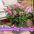 Butterfly bush plant with pink-purple flower clusters in a gray pot