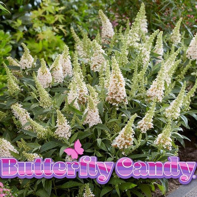 Pale white flowering spikes on a green ornamental plant
