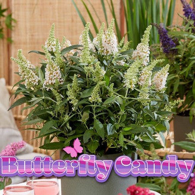 Light cream and purple flowering spikes on a compact green ornamental plant