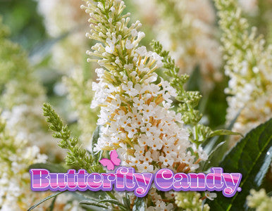 Cream-white flowering spikes on a green ornamental plant
