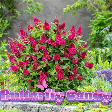 Butterfly bush shrub with vibrant magenta-pink blossoms and green foliage