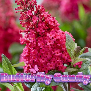 Bright pink flowering spikes on an ornamental plant with green leaves