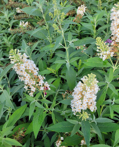 Ivory butterfly bush in bloom with white flower panicles and green leaves
