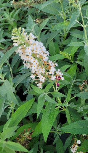 Ivory butterfly bush flower cluster with white blooms and leafy stems