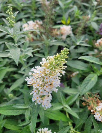 Ivory butterfly bush flower cluster with small white blossoms and green leaves