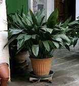 Cast iron plant in a terracotta pot with dense green upright leaves