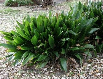 Cast iron plant clump with stiff upright green leaves in garden mulch
