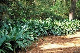 Cast iron plant border of dense green foliage along a walkway edge