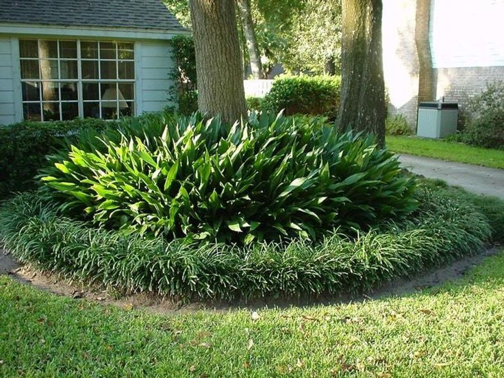 Cast iron plant bed forming a rounded mound with bright green leaves