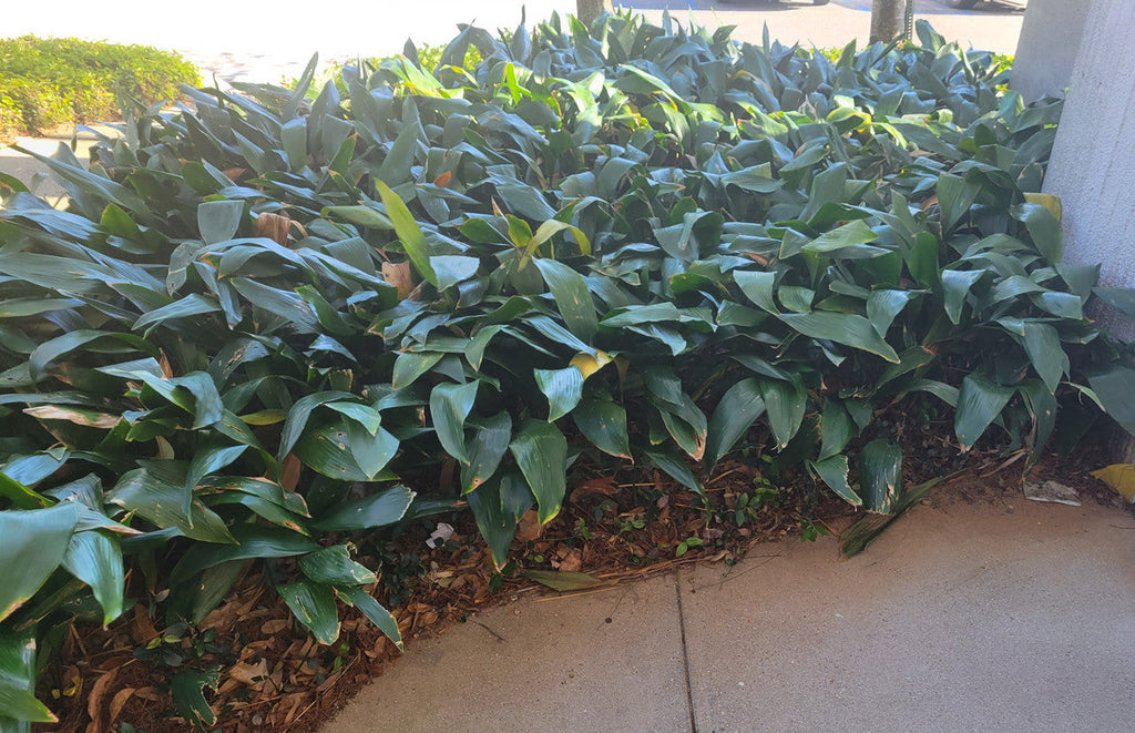 Cast iron plant row of clumps with broad green leaves along a garden path