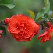 Red-orange quince flower cluster with small layered blooms and green foliage