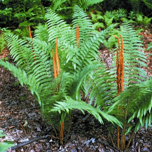 Cinnamon fern plant with green fronds and cinnamon-colored fertile spikes