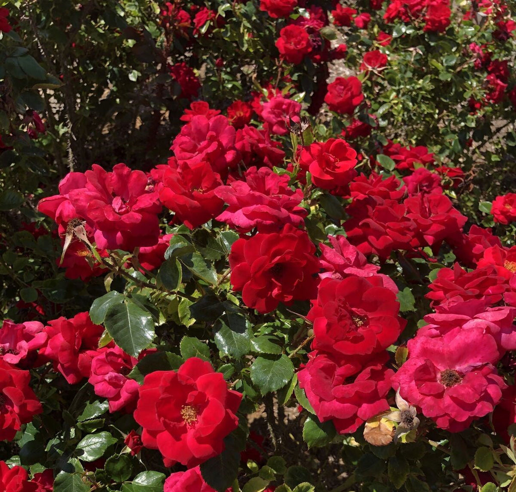 Red rose bush with multiple blooms and glossy green leaves