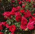 Red rose bush with multiple blooms and glossy green leaves