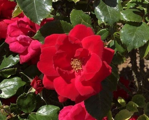 Single red rose flower with green leaves and buds