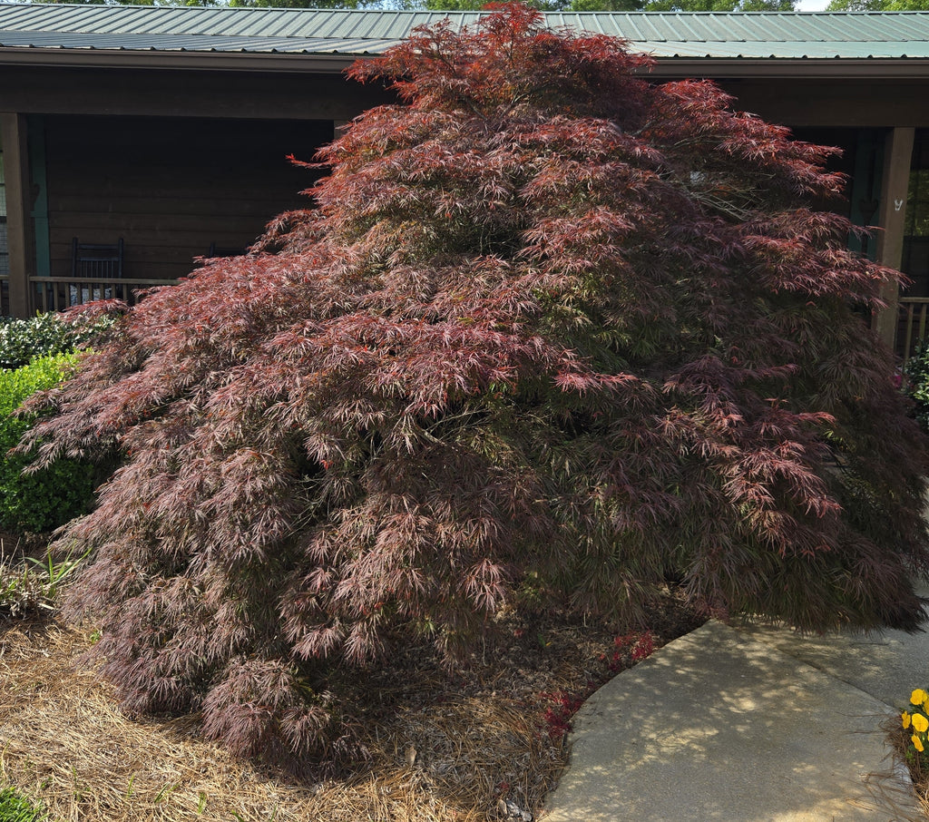 Crimson Queen maple tree with cascading reddish-purple foliage, full rounded canopy.