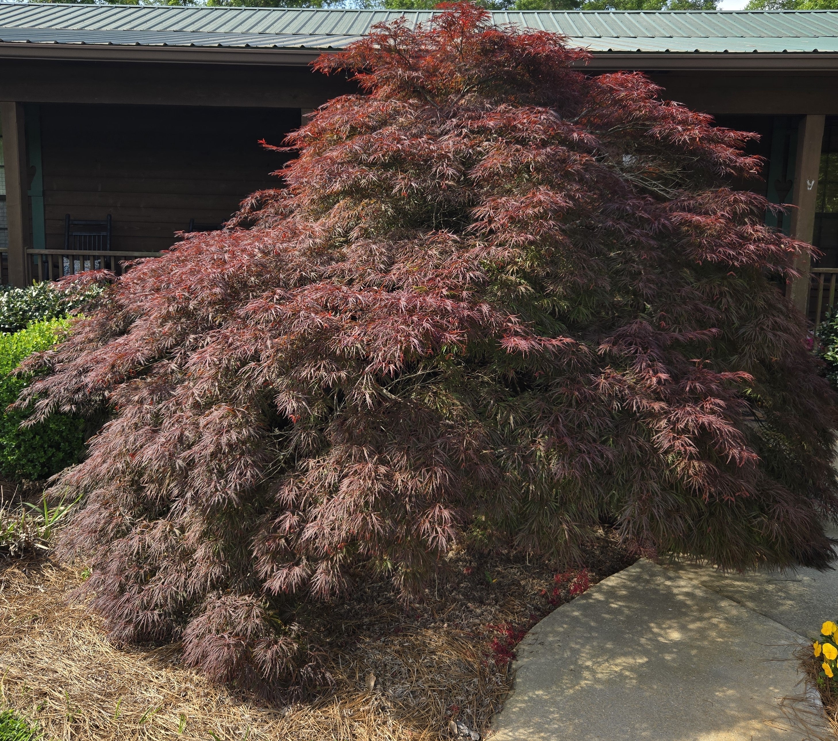 Crimson Queen maple tree with cascading reddish-purple foliage, full rounded canopy.