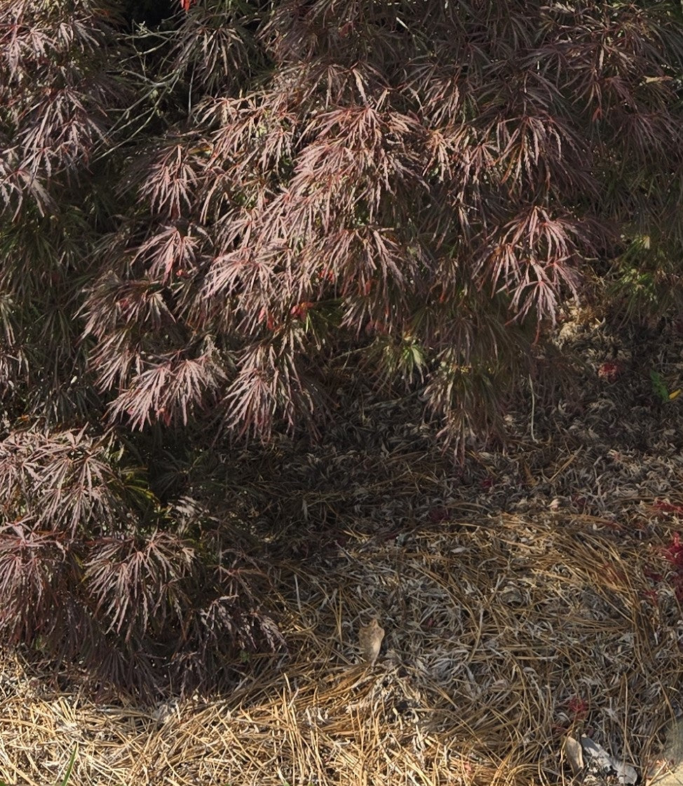 Crimson Queen maple foliage close-up with pinkish red feathery leaves over dark green.