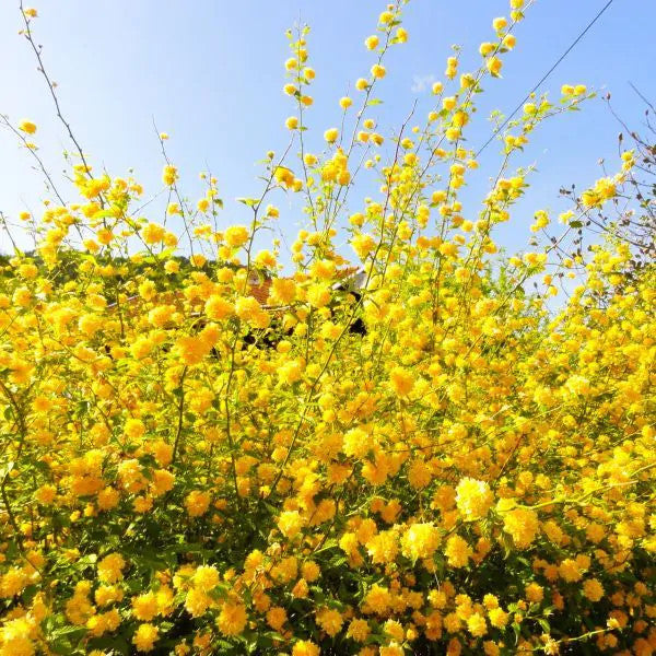 Yellow Japanese kerria shrub with double flowering clusters