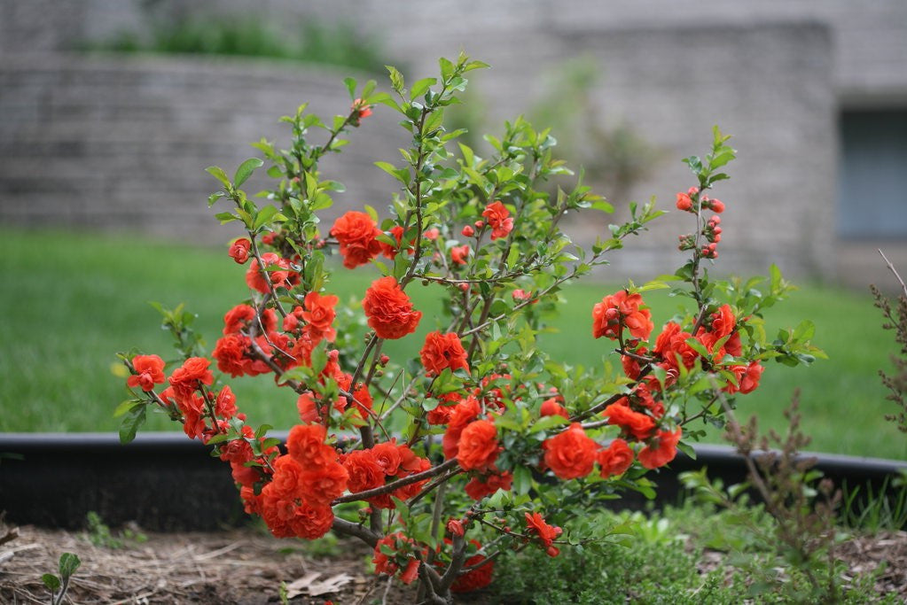 Quince shrub with clusters of red-orange flowers and green leaves on branches