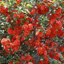 Close-up of red-orange quince blossoms with green stems and leaves