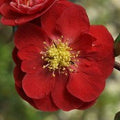 Scarlet flowering quince flower with deep red petals and yellow center on green leaves