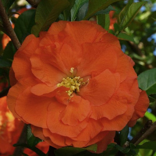 Orange quince bloom with layered petals and yellow-green center on green leaves