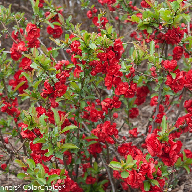 Flowering quince shrub with many red blossoms and green leaves on branching stems