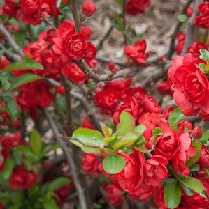 Scarlet flowering quince with red double blossoms and green buds on branching stems