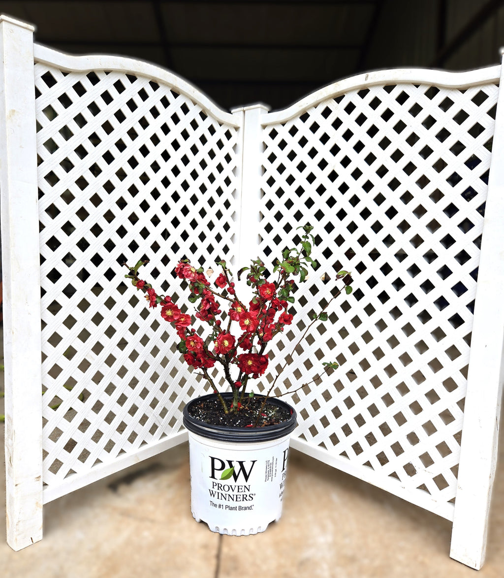 Potted flowering quince plant with red double flowers in a small black pot