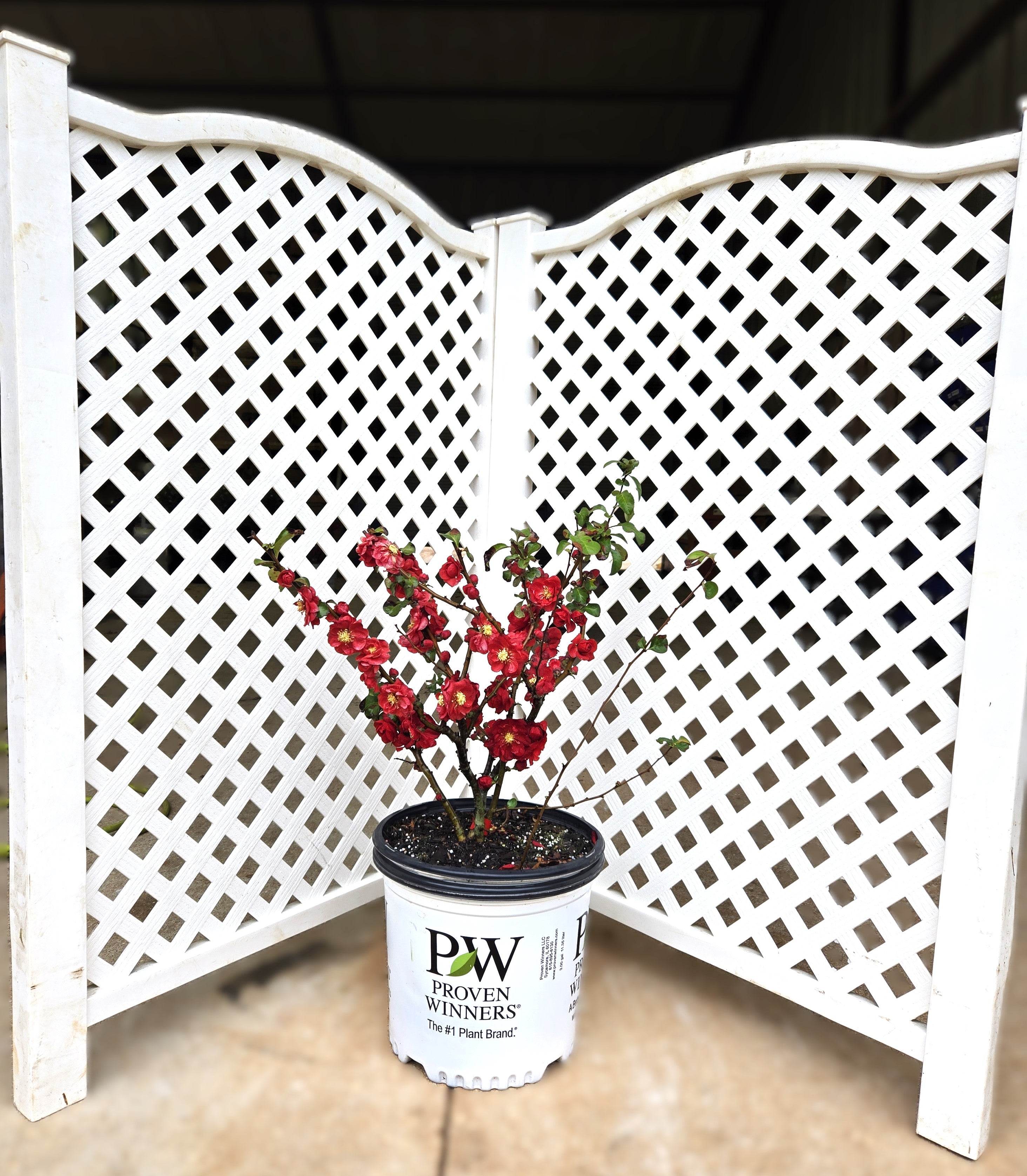 Potted flowering quince plant with red double flowers in a small black pot