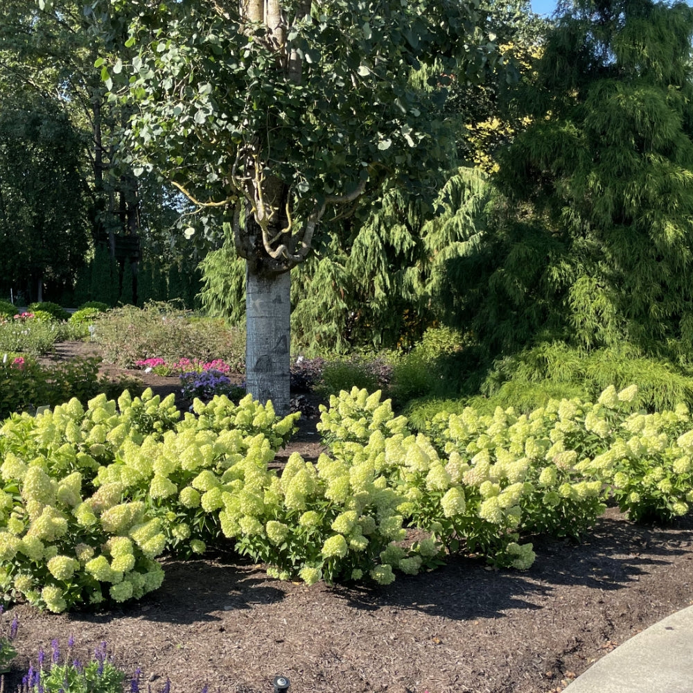 Compact panicle hydrangea shrub with pale green-yellow flower clusters