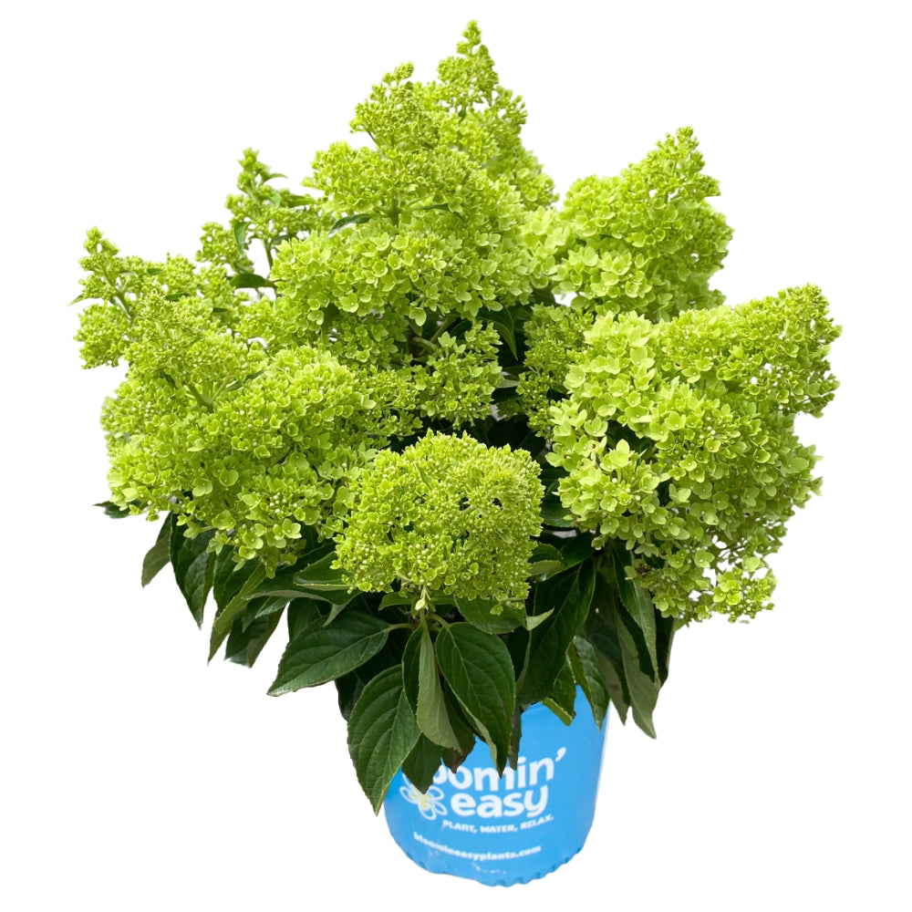 Potted hydrangea with vivid lime-green panicle blooms and dark green leaves